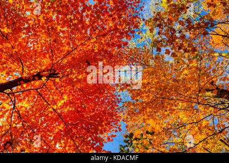 Zwei Arten von Bäumen in einer anderen Farbe der Blätter im Herbst gebogen ihre Spitzen Stockfoto