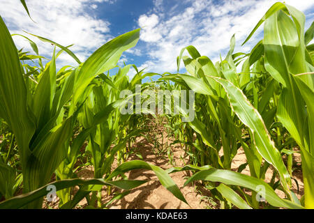 Feld mit Mais Stockfoto