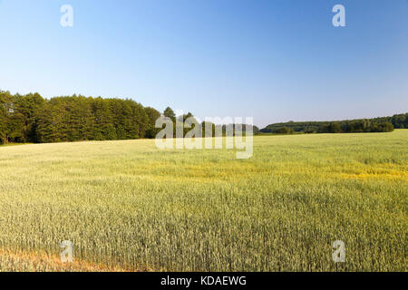 grüne unreife Getreide Stockfoto