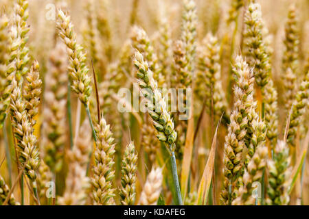 Reifen Weizen Stockfoto