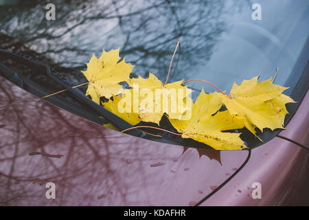 Gefallenen gelb Ahorn Blätter auf die Windschutzscheibe des Autos, Herbst Szene Stockfoto