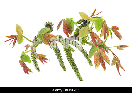 Blüte walnut Zweig closeup isoliert auf weißem Stockfoto