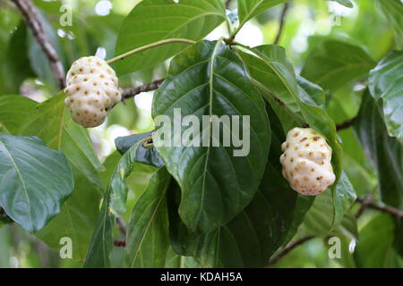 Noni (Morinda citrifolia) Frucht, Punta Uva, Puerto Viejo, Limón Province, Karibik, Costa Rica, Mittelamerika Stockfoto