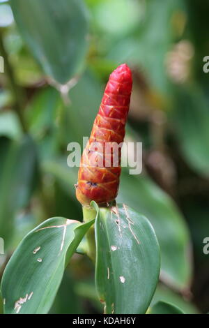 Rote Taste Ingwer (Costus woodsonii), Punta Uva, Puerto Viejo, Limón Province, Karibik, Costa Rica, Mittelamerika Stockfoto