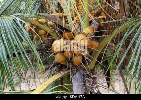 Playa Punta Uva-Arrecife, Puerto Viejo, Limón Province, Karibik, Costa Rica, Mittelamerika Stockfoto