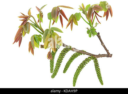 Blüte walnut Zweig closeup isoliert auf weißem Stockfoto