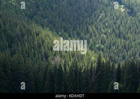 Wald Landschaft, in der das Rarau-massiv im Norden Rumäniens, Osteuropa im Sommer Stockfoto