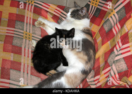 Schöne Mutter Katze in die Arme der Tricolor Kätzchen auf einem Stuhl liegen Stockfoto