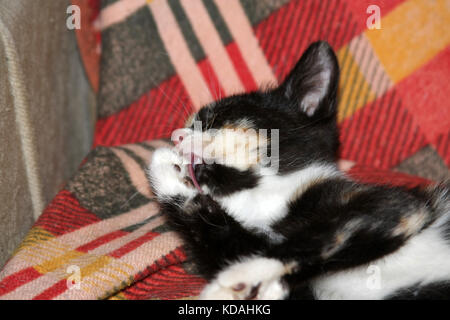 Spaß Farbe kitten legt und spielt auf ihrem Stuhl. Stockfoto