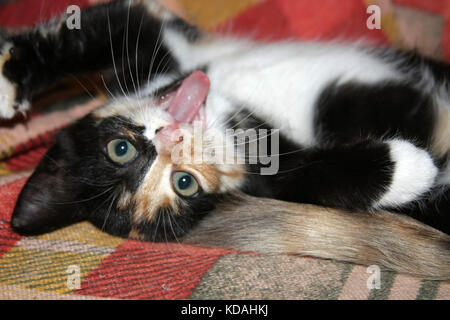 Spaß Farbe kitten legt und spielt auf ihrem Stuhl Stockfoto