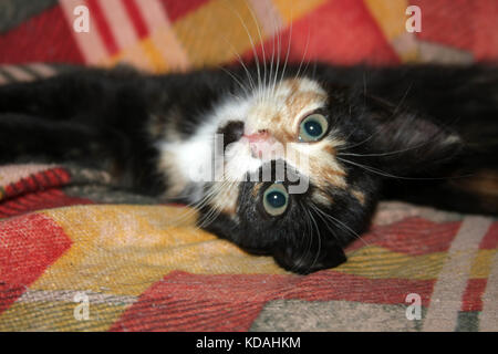 Spaß Farbe kitten legt und spielt auf ihrem Stuhl.. Stockfoto