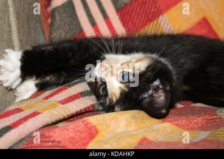 Spaß Farbe kitten legt und spielt auf ihrem Stuhl.. Stockfoto