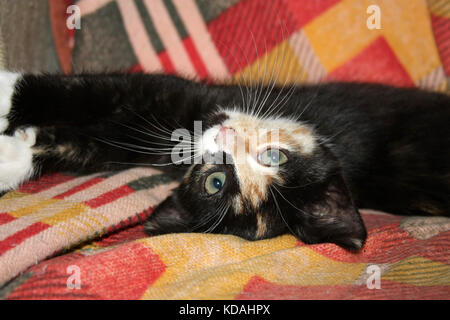 Spaß Farbe kitten legt und spielt auf ihrem Stuhl Stockfoto