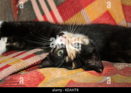 Spaß Farbe kitten legt und spielt auf ihrem Stuhl.. Stockfoto