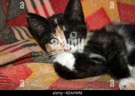 Spaß Farbe kitten legt und spielt auf ihrem Stuhl.. Stockfoto