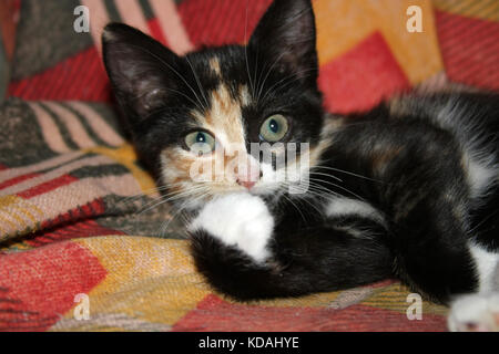 Spaß Farbe kitten legt und spielt auf ihrem Stuhl.. Stockfoto