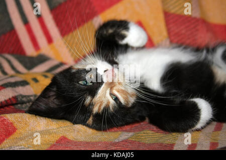 Spaß Farbe kitten legt und spielt auf ihrem Stuhl.. Stockfoto