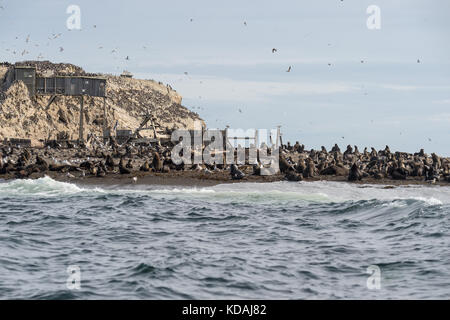 Tyuleny Insel, des Ochotskischen Meeres, Russland Aug 26 2017 Kolonie von Seelöwen Stockfoto