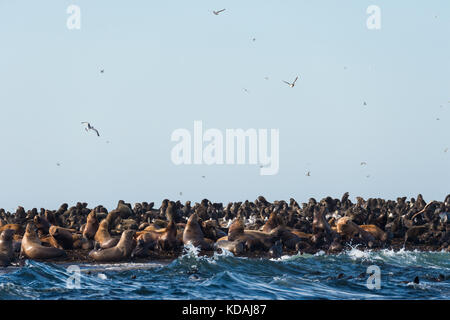 Tyuleny Insel, des Ochotskischen Meeres, Russland Aug 26 2017 Kolonie von Seelöwen Stockfoto