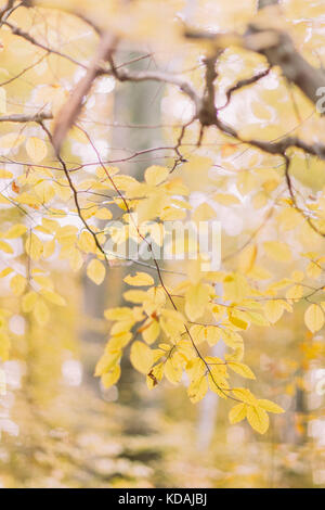 Blick auf den vergilbten Filialen. Stockfoto