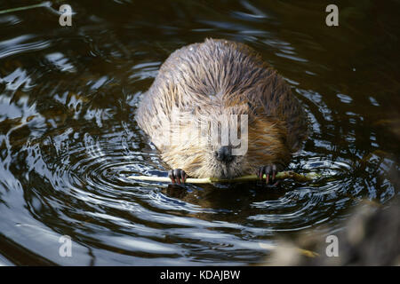 Biber (Castor canadensis) kauen Rinde der Weide Zweig, Denali National Park, Alaska Stockfoto