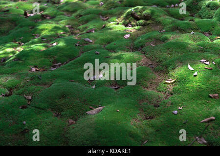 Saiho-ji, oder Koka-dera, auch als die MOSS-Tempel bekannt, ist einer der schönsten Gärten in der arashyama Stadtteil von Kyoto, Japan Stockfoto