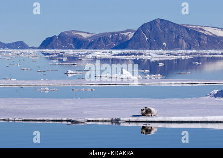 Bärtige Dichtung/square Flipper Dichtung (erignathus Barbatus) ruht auf Eisscholle im arktischen Ozean, Svalbard/Spitzbergen, Norwegen Stockfoto