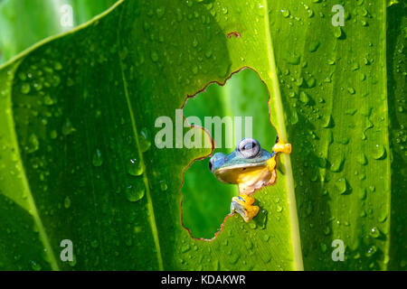 Baumfrosch schaut durch ein Loch in einem Blatt, West Java, Indonesien Stockfoto