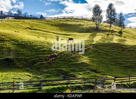 Pferde grasen auf der gassy Hang in der Nähe der Bäume. schönen sonnigen Herbsttag im ländlichen Raum Stockfoto