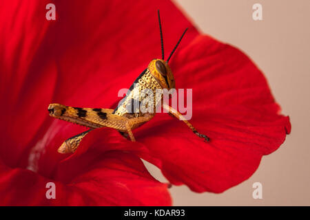 Grasshopper auf einer Blume, Jakarta, Indonesien Stockfoto