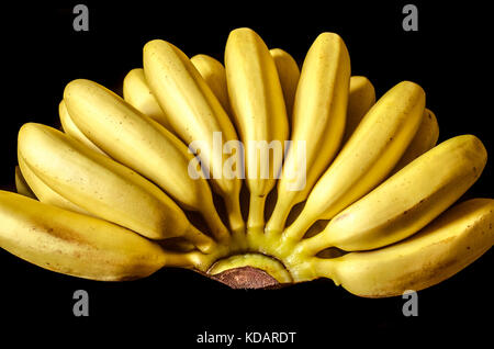 Trauben reif kleine Bananen auf schwarzem Hintergrund Stockfoto