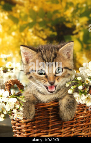 Kätzchen, 6 Wochen alt, sitzt in einem Korb, miauen Stockfoto