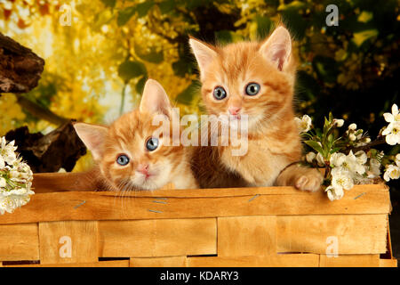 Zwei inländische Kätzchen, Ingwer, Red Tabby, liegend in einem Korb zwischen Frühling Blumen Stockfoto