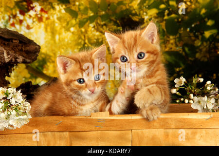 Zwei inländische Kätzchen, Ingwer, Red Tabby, liegend in einem Korb zwischen Frühling Blumen Stockfoto