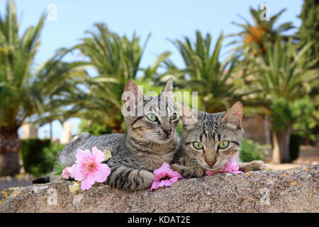 Zwei junge Katzen, schwarz gestromt, liegend auf einer Wand vor der Palmen Stockfoto