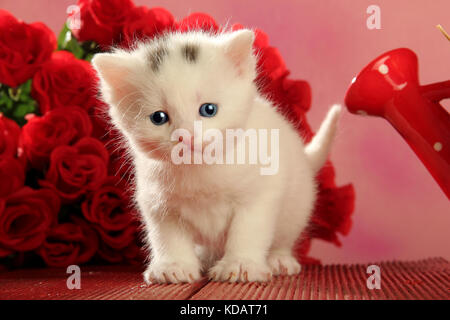 Kätzchen, weiß, sitzend in Font von roten Blumen Stockfoto