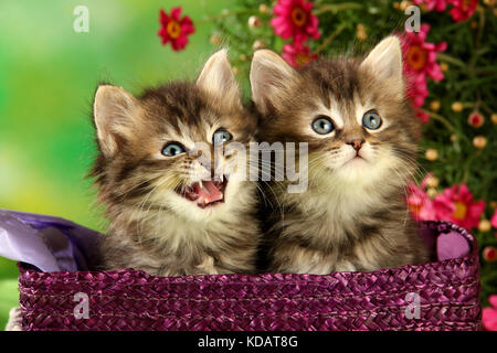 Zwei Kätzchen, 6 Wochen alt, schwarz gestromt, sitzen in einem Korb zwischen Rosa Gänseblümchen Stockfoto