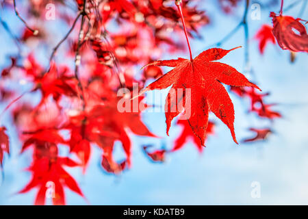 Nahaufnahme von einem hellen roten Maple Leaf hängen auf Ast gegen den blauen Himmel zeigt lebendige und pulsierende detail und Textur mit Makro Nahaufnahme Stockfoto