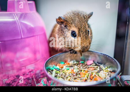 Nahaufnahme des niedlichen braunen Meerschweinchen mit Whisker essen von Schüssel im Käfig mit bunten Haus Stockfoto