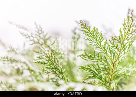 Frost Wassertropfen auf Wacholder Makro Nahaufnahme gegen Himmel mit weichen Sonnenlicht isoliert Stockfoto