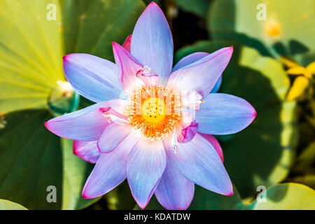 Makro flache Ansicht von oben nach unten Nahaufnahme von hellen Blau und Pink einzigartige exotische seltene Lotus Blume mit gelben seedpod Innen Stockfoto