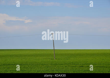 Minimalistische Landschaft von einem Strommast in der Mitte der grüne Feld mit blauem Himmel. Stockfoto