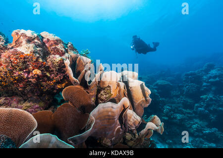 Die korallenformationen Taucher Erkunden von Agincourt Reef, Great Barrier Reef Marine Park, Port Douglas, Queensland, Australien Stockfoto