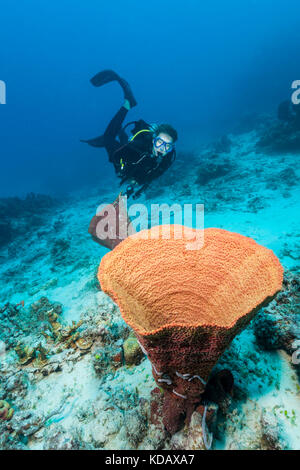 Weibliche Taucher erforschen die Korallenformationen von Agincourt Reef, Great Barrier Reef Marine Park, Port Douglas, Queensland, Australien Stockfoto