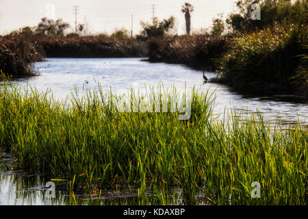 Ballona Wetlands Ecological Reserve, playa Vista, Los Angeles, Kalifornien, USA Stockfoto