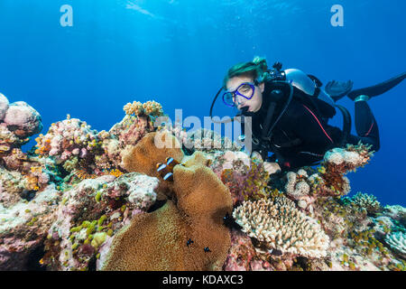 Weibliche Taucher suchen bei Anemonenfischen in St. Crispin Reef, Great Barrier Reef Marine Park, Port Douglas, Queensland, Australien Stockfoto