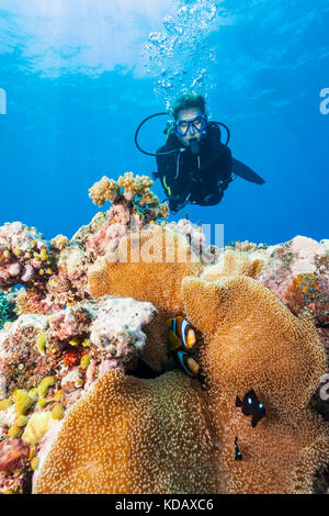 Weibliche Taucher suchen bei Anemonenfischen in St. Crispin Reef, Great Barrier Reef Marine Park, Port Douglas, Queensland, Australien Stockfoto