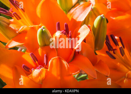 Asiatische Lilien "Nahaufnahme" Stockfoto