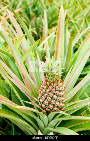 Wachsen Ananas auf eine übergeordnete Anlage Stockfoto