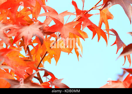 Herbst Blätter auf Ahorn Stockfoto